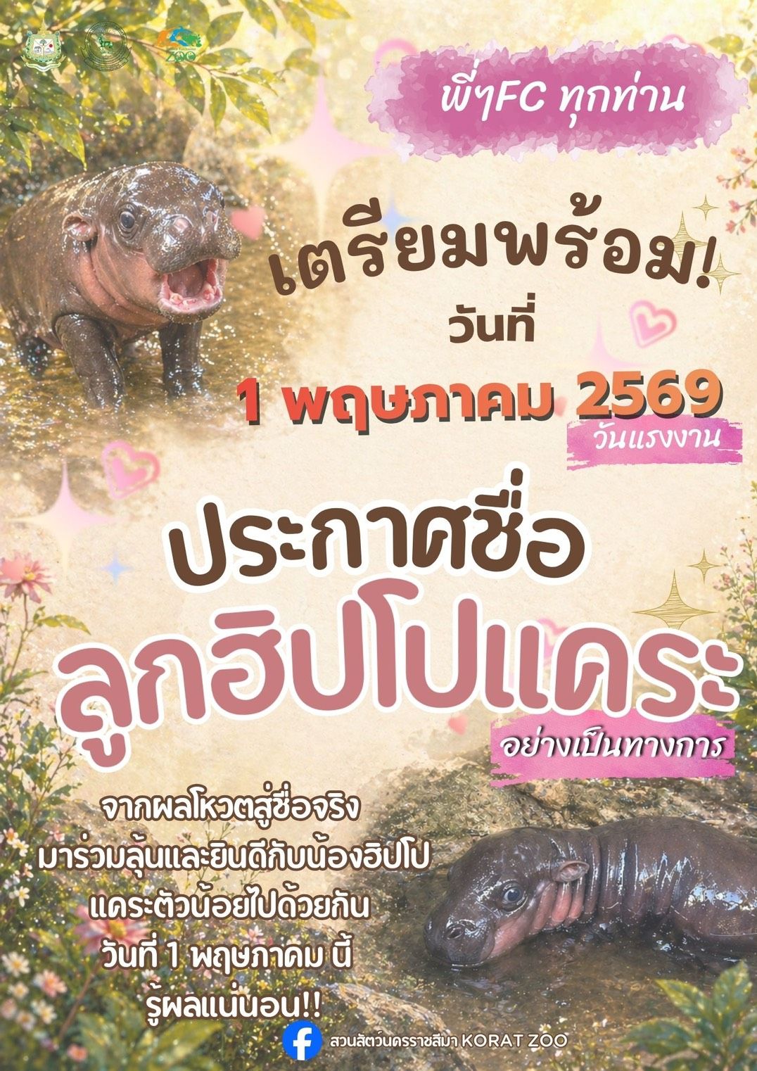 Get Ready - Pygmy Hippo Naming Ceremony